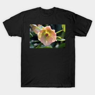 Hellebore Glow T-Shirt